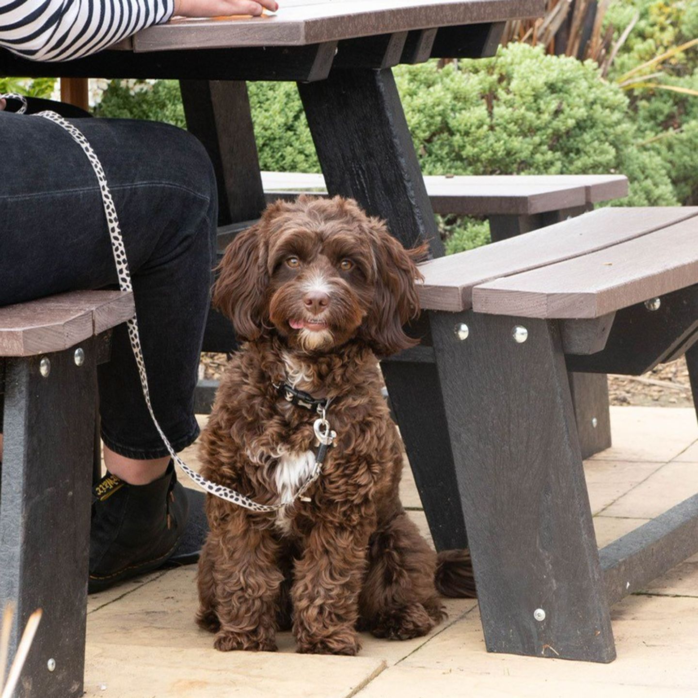 Your local dog friendly pub in Llanelli